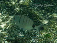 Witte zeebrasem [Diplodus sargus]